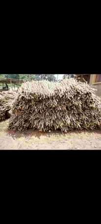 A picture of Ero agro biz ventures