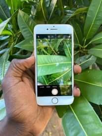 A picture of IPHONE 8 PLAIN