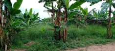 A picture of Quick sale 4 plots on quick sale located in matugga