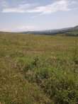 A picture of Mailo land title plots at zigoti 6m