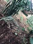 A picture of NANSANA TOWN PLOT FOR SELL 18m