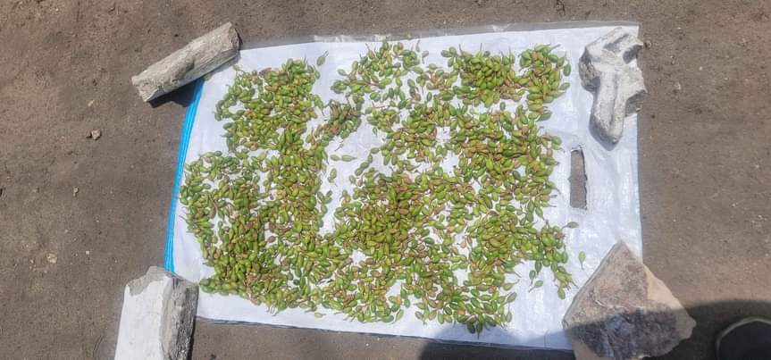 A picture of Tunatafuta soko la iriki mbichi