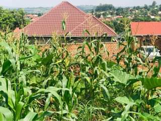A picture of Wakiso