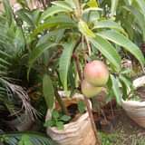 A picture of miche ya matunda ya mda mfupi