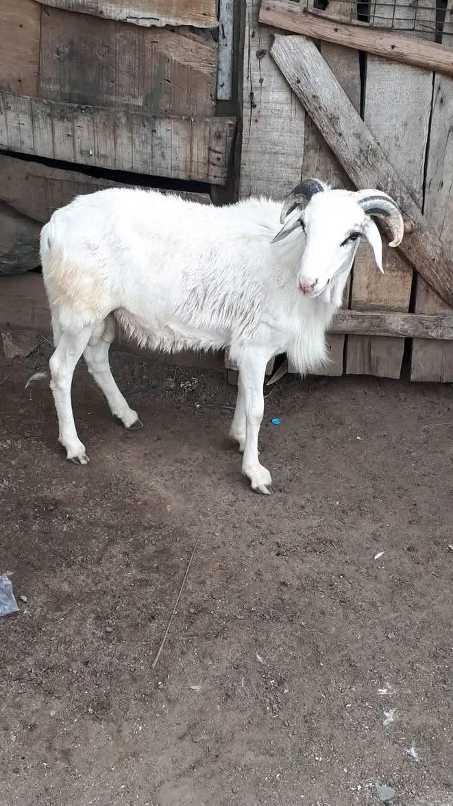 A picture of Sallah Ram s