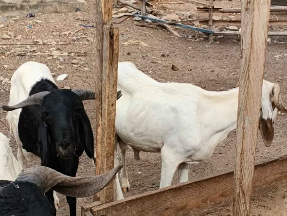 A picture of Ram for sale