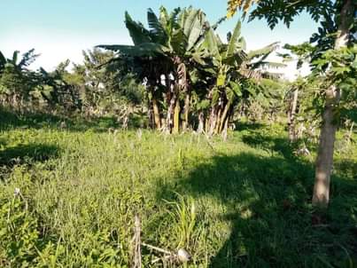 A picture of 2 FERTILE ACRES FOR SALE IN NAKASEKE KAPEEKA