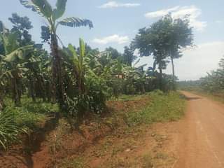 A picture of 33m 30decimals with ready land title located at matugga gombe