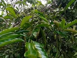 A picture of FERTILE HALF ACRE FOR SALE IN NAKASEKE KAPEEKA KUFFU VILLAGE