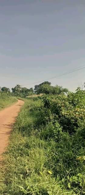A picture of 50arces for sale luwero kiwoko 8m per arce 0708304538