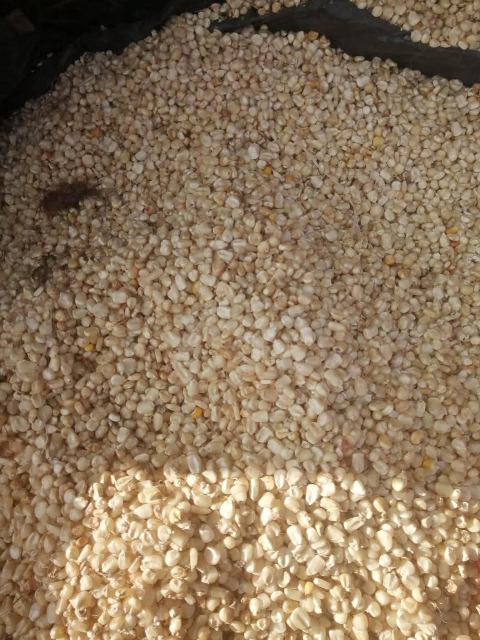 maize