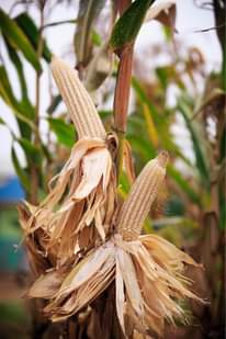 A picture of Maize seeds