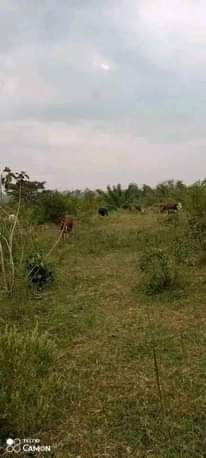 A picture of QUICK SALE 165arces AT 6M PER ARCE IN LUWEERO with