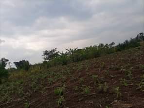 A picture of  URGENTLY MONEY NEEDED TODAY Location Mityana Land size 100
