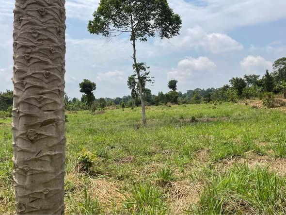 A picture of 2 5 FERTILE ACRES FOR SALE IN KAPEEKA