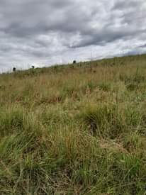 A picture of Shamba linalofaa kwa kilimo cha parachichi miti ya mbao n