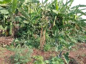 A picture of PLOT 100 100FT FOR SALE IN NAKASEKE KAPEEKA