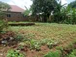 A picture of A plot for sale at Nansana Kawoko