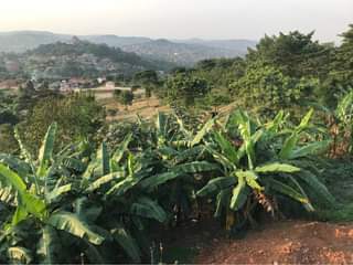 A picture of Land for sale at Bwebajja Bugu Hill half a kilometer