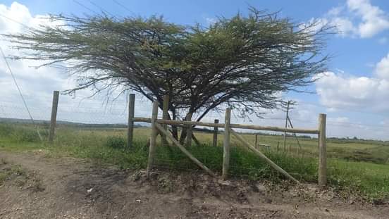 acacia