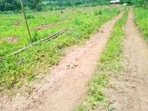 A picture of PLOTS ON SALE In Kakiri along Masuliita road 3 5km