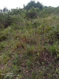 A picture of 11 acres for sale price 7m per acre the last