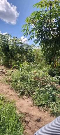 A picture of Land for sell in kavumba