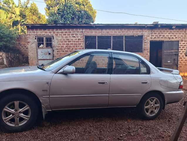 toyota kikumi