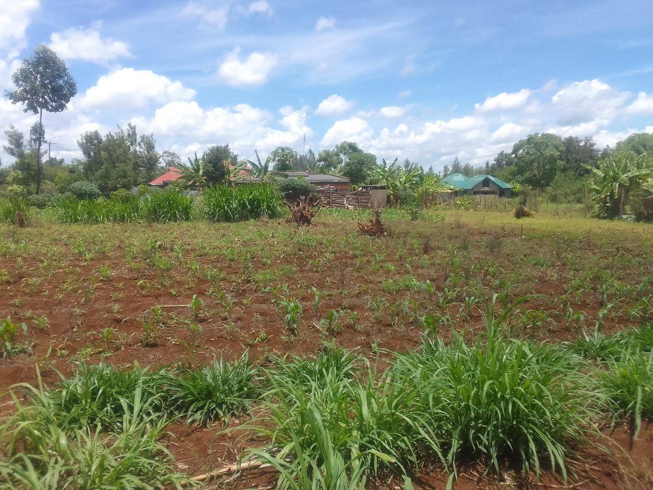 50 100 plots
