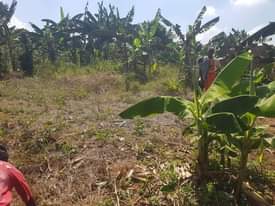 A picture of PLOTS IN NSAGGU