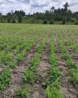 A picture of Tunauza viwanja na mashamba