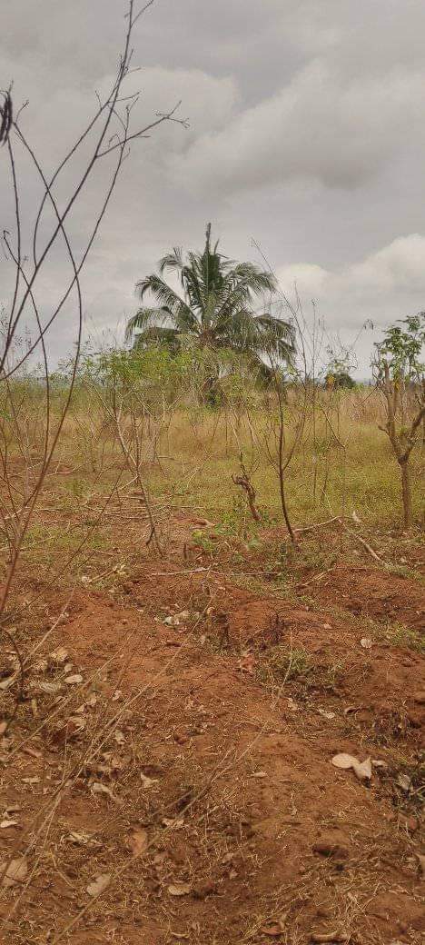 A picture of shamba linauzwa
