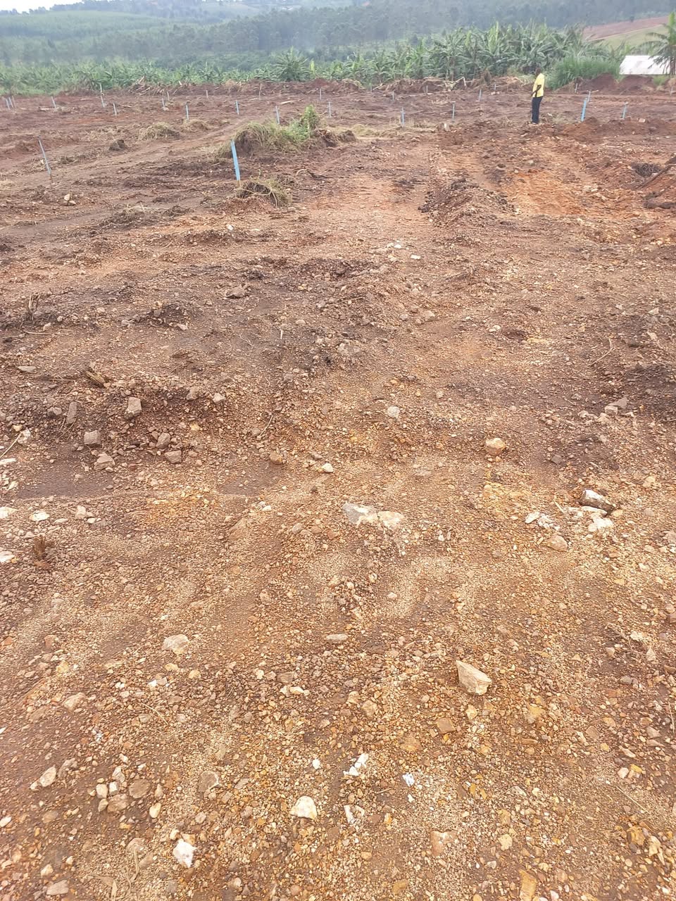 A picture of CHEAP PLOTS