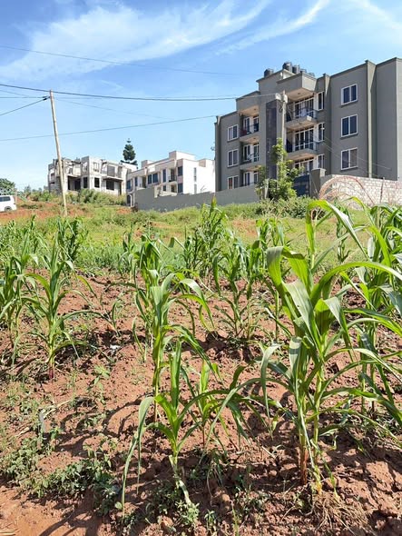 A picture of ANOTHER HOT DEAL 50 100FT PLOT AT 110M KIRA TOWN