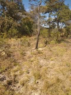 stands