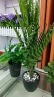 A picture of Artificial Plants and Flowers