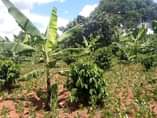 A picture of FOUR 4 ACRES ON QUICK SALE MITYANA KALANGALO TITLE PRICE
