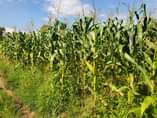 A picture of 1 acre on sale in Kikyusa 4km off kikyusa town.