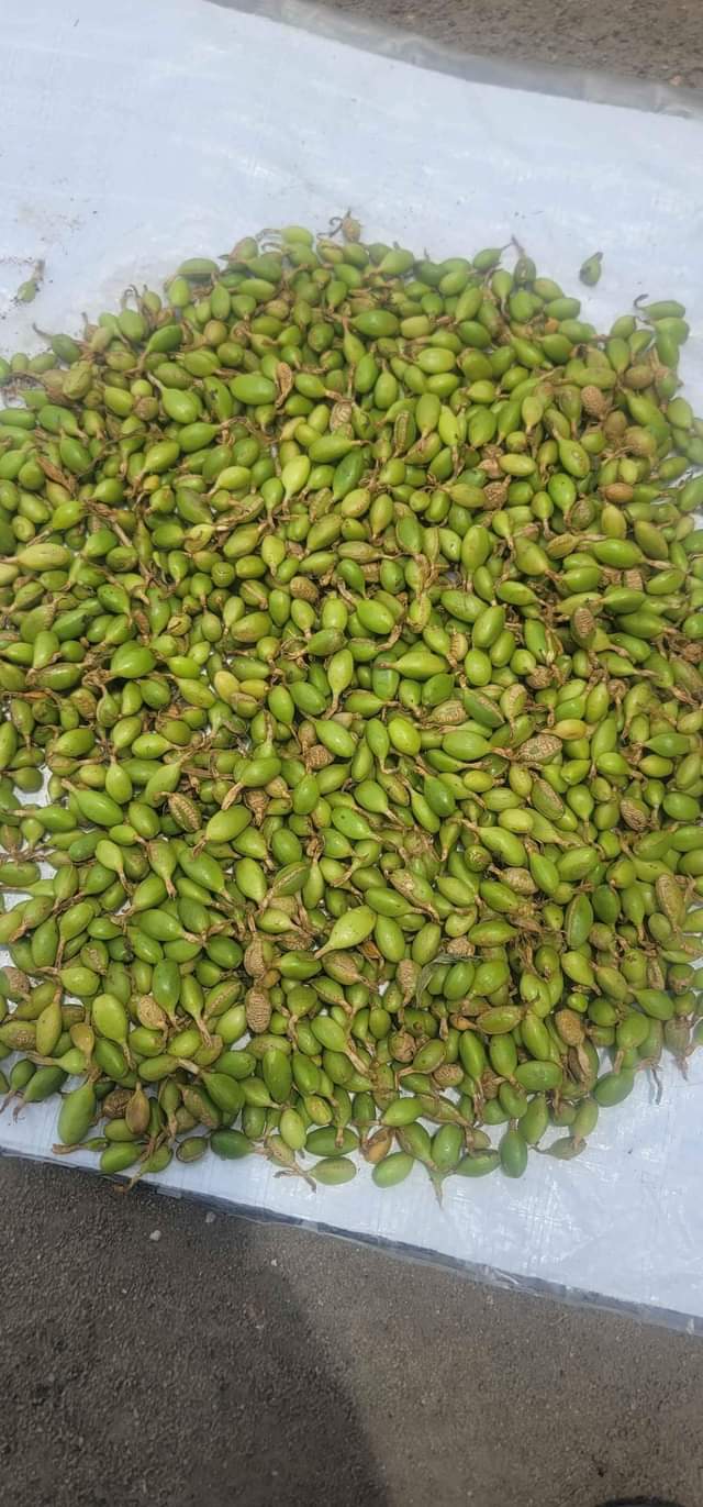 A picture of Tunatafuta soko la iriki mbichi