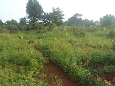 A picture of 100 ft by 50ft prime plot for sale that touches