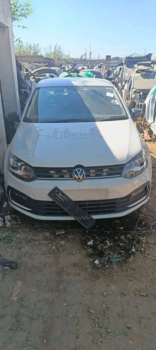 polo vivo