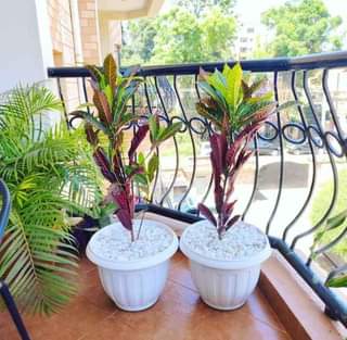 plants