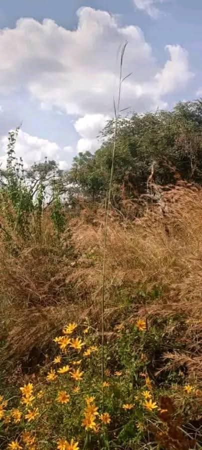 zambia plots