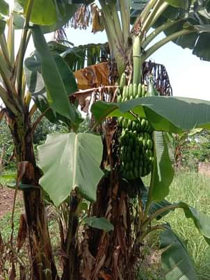 A picture of PLOT FOR SALE AT KASANA LUWEERO