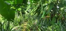 A picture of Shamba la kulima nanasi linauzwa kiwangwa eka 10