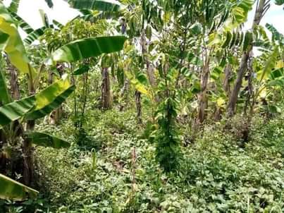 A picture of PLOT 40 170FT FOR SALE IN NAKASEKE KAPEEKA 1KM FROM