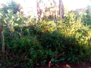 A picture of 50ft X 50ft Affordable Plots available on Sale at MUKONO