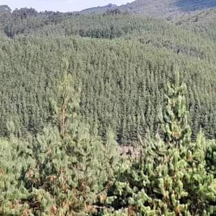 A picture of SHAMBA la miti linauzwa mufindi
