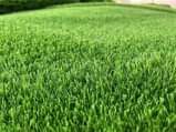 A picture of Artificial Grass carpet 0703836818 0776763178.