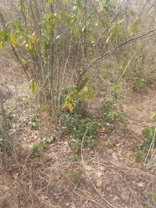 A picture of shamba linauzwa lipo bagamoyo kiwangwa bago